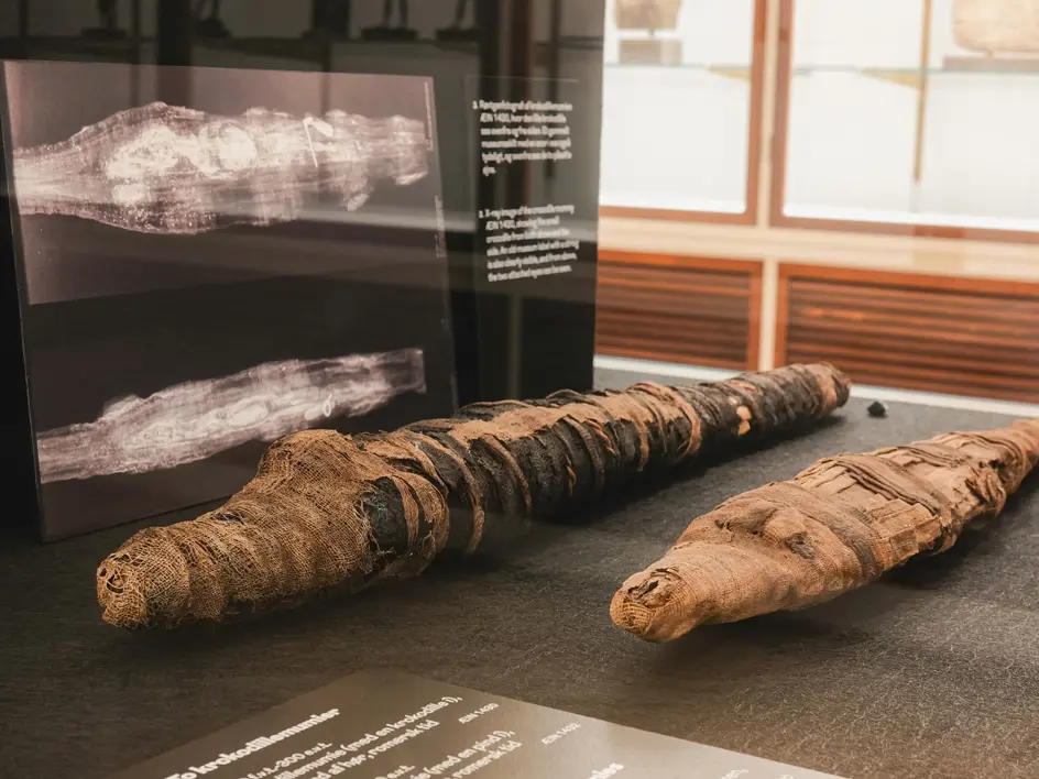 Geheimen van de krokodillenmummies
